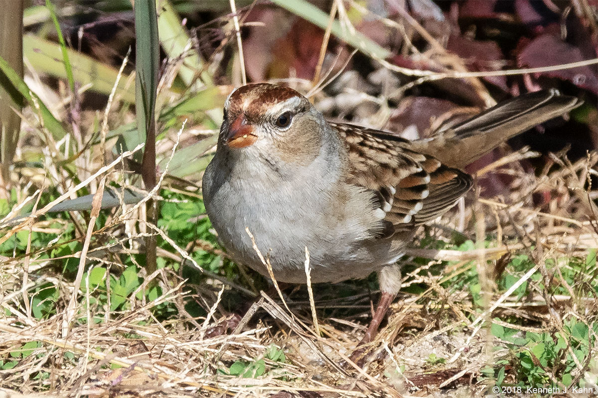 Chipping Sparrow Help Me Identify A North American Bird Whatbird